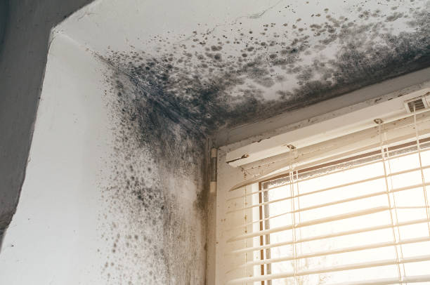 Trusted Crawl Space Mold Removal service in Yorktown, VA - Cheap Mold Removal
